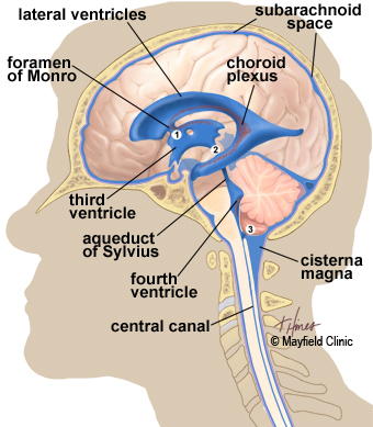 Parts Of The Brain And Their Functions